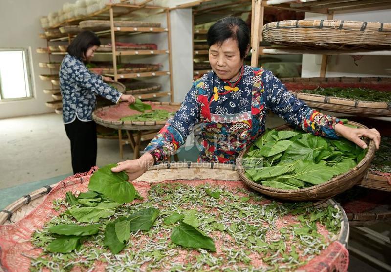 澳门最精准正最精准龙门蚕|商策释义解释落实