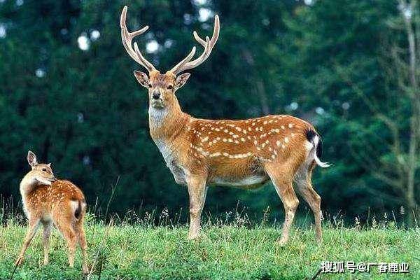 新奥门免费资料大全功能介绍|慎重释义解释落实